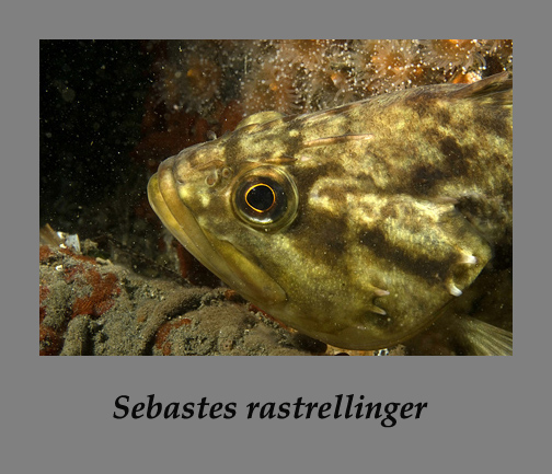 Glass rockfish